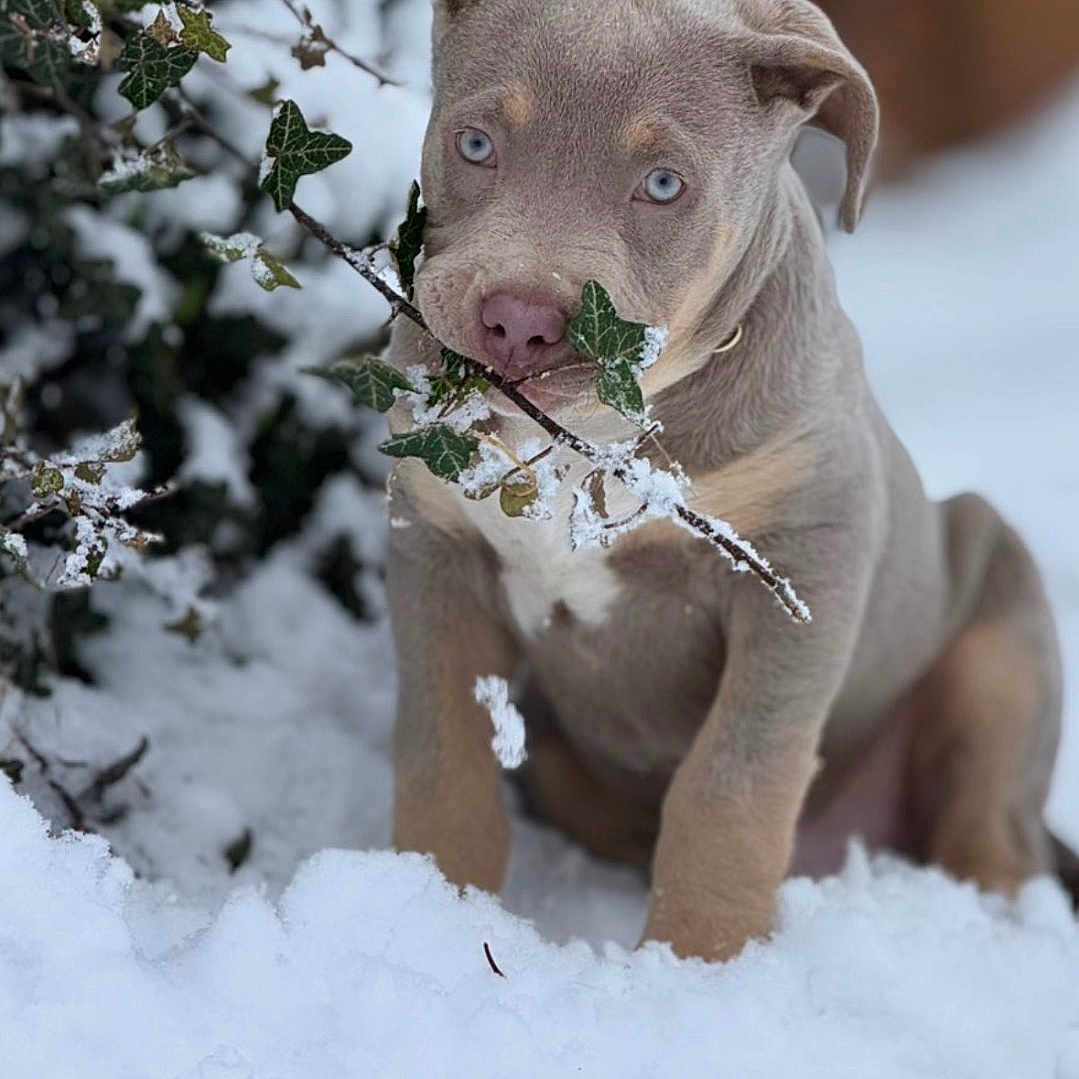 Arco a rejoint le concours — aidez-le/la à gagner de superbes lots ! animal, background_blur, branch, closeup, cold, cute, dog, eyes, frost, fur, greenery, leaves, nature, outdoor, pet, playing, puppy, snow, winter, young