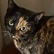 Roxy is registered to the contest to win money with this photo: animal, background, cat, close_up, companion, curious, cute, domestic, ears, eyes, feline, fur, indoor, looking, mammal, pet, portrait, soft_lighting, tortoiseshell, whiskers