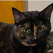 Tinker is registered to the contest to win money with this photo: animal, cat, close_up, cozy, cute, domestic, ears, eyes, face, feline, fur, indoor, looking, mammal, pet, portrait, resting, tortoiseshell, whiskers, yellow_eyes