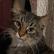 Shadow is registered to the contest to win money with this photo: animal, cat, close_up, curious, cute, domestic_cat, ears, face, feline, fur, furniture, head, indoor, looking, pet, portrait, quilt, tabby, whiskers, yellow_eyes