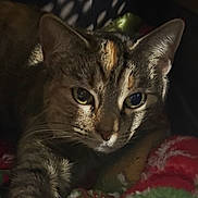 Bindi joined the competition — help win amazing prizes! animal, blanket, cat, close_up, cozy, cute, ears, eyes, feline, fur, indoor, mammal, pet, portrait, resting, shadow, sleepy, soft_light, tabby_cat, whiskers