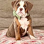 puppy, dog, bow_tie, pet, animal, cute, sitting, blanket, indoor, portrait, young_dog, brown, white, soft_texture, close_up, adorable, fur, ears, nose, expression