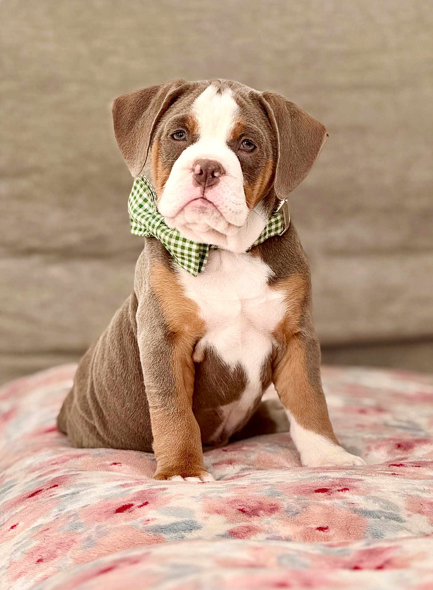 Luca joined the competition — help win amazing prizes! puppy, dog, bow_tie, pet, animal, cute, sitting, blanket, indoor, portrait, young_dog, brown, white, soft_texture, close_up, adorable, fur, ears, nose, expression