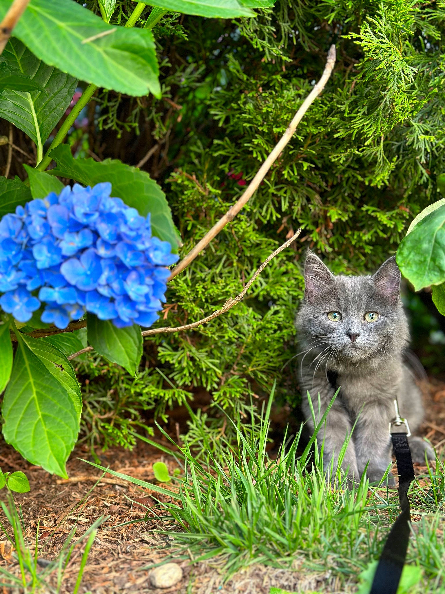 Tuna joined the competition — help win amazing prizes! annual_plant, carnivore, cat, domestic_short_haired_cat, electric_blue, felidae, flower, flowering_plant, grass, green, groundcover, herbaceous_plant, petal, plant, shrub, small_to_medium_sized_cats, tail, terrestrial_animal, terrestrial_plant, whiskers