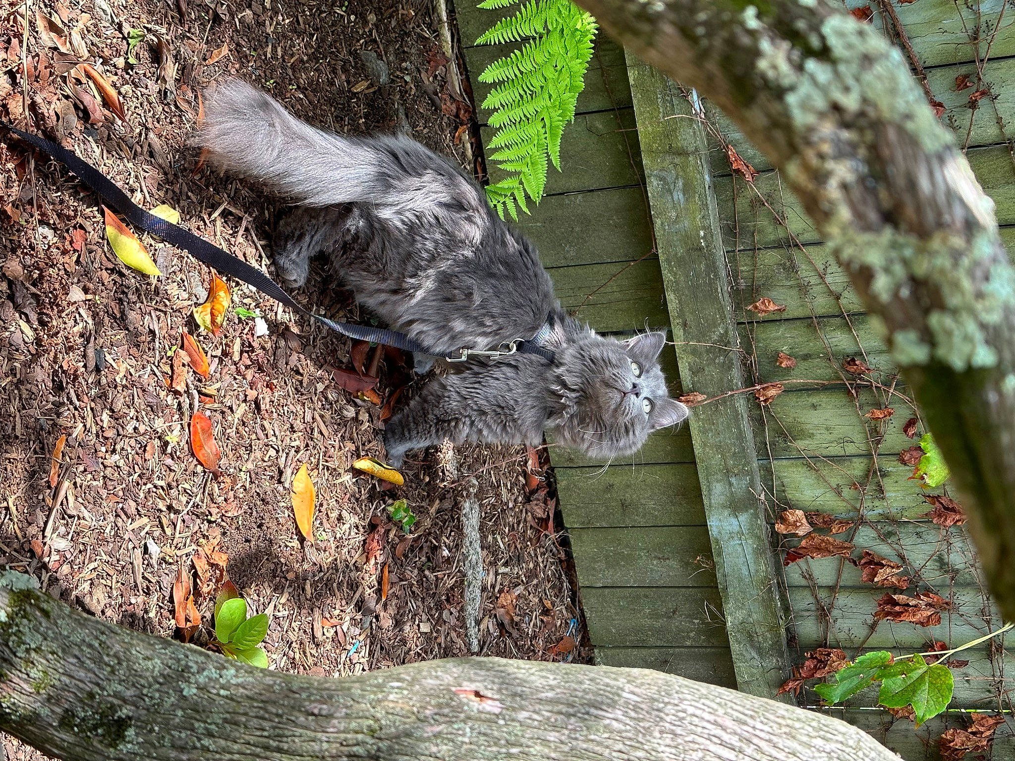 Tuna is registered to the contest to win money with this photo: accipitriformes, art, beak, bird, bird_of_prey, falconiformes, feather, felidae, grass, plant, sculpture, soil, tail, terrestrial_plant, tree, trunk, twig, wildlife, wing, wood