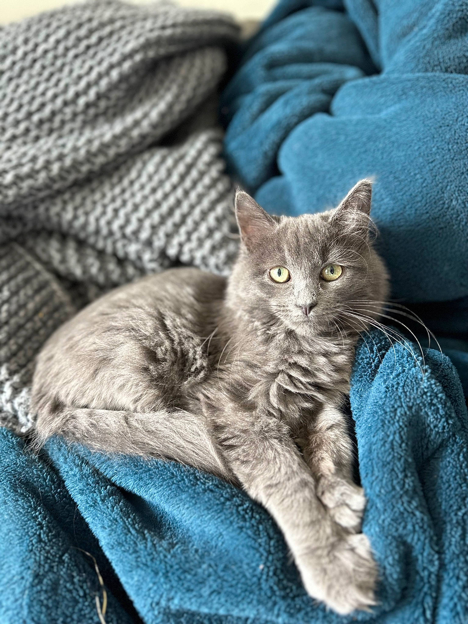 Tuna is registered to the contest to win money with this photo: carnivore, cat, cat_supply, claw, comfort, domestic_short_haired_cat, electric_blue, eye, felidae, fur, grey, paw, russian_blue, sitting, small_to_medium_sized_cats, tail, whiskers