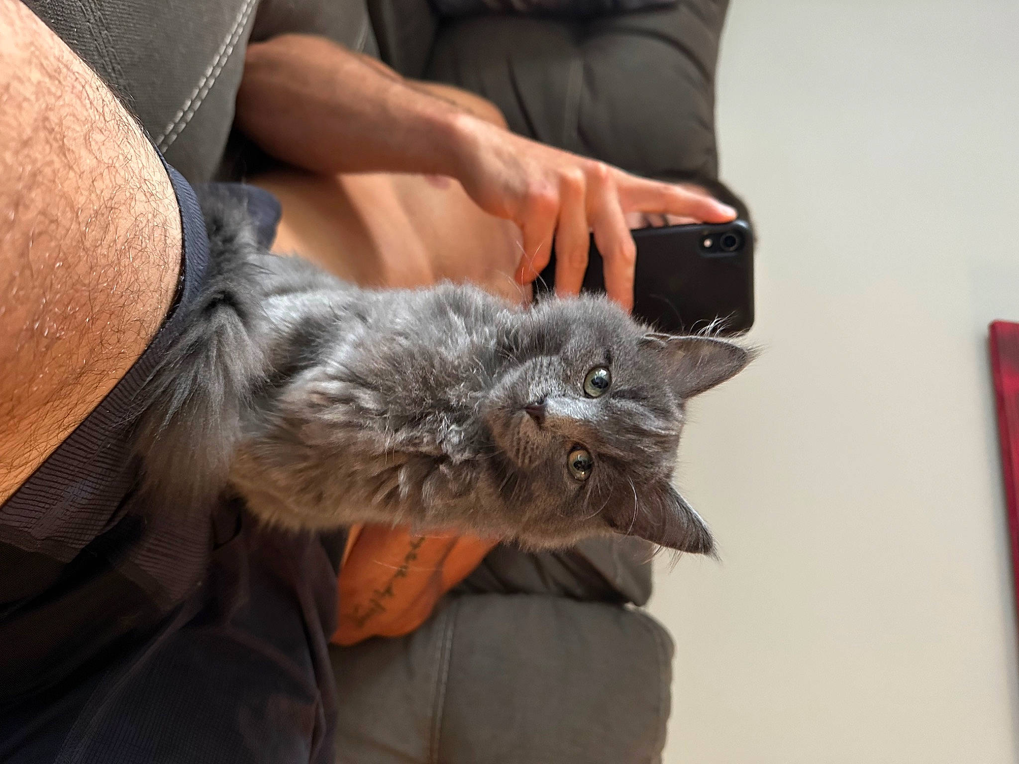 Tuna joined the competition — help win amazing prizes! black_cat, carnivore, cat, claw, comfort, companion_dog, dog_breed, domestic_short_haired_cat, felidae, fur, gesture, human_leg, nail, paw, small_to_medium_sized_cats, sporting_group, whiskers, wildlife_biologist, wrist