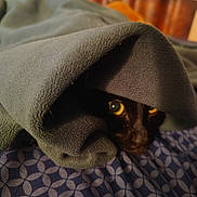 Sugar Bear is registered to the contest to win money with this photo: animal, bedspread, black_cat, blanket, cat, close_up, cozy, cute, domestic_animal, feline, hidden, indoor, patterned_bedspread, peek, pet, resting, shadow, soft_fabric, warm, yellow_eyes