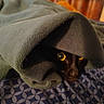 animal, bedspread, black_cat, blanket, cat, close_up, cozy, cute, domestic_animal, feline, hidden, indoor, patterned_bedspread, peek, pet, resting, shadow, soft_fabric, warm, yellow_eyes