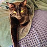 animal, bedspread, black_cat, blanket, cat, closeup, comfort, cozy, domestic_animal, feline, fur, indoor, pattern, paw, pet, relaxation, resting, stretching, whiskers, yellow_eyes