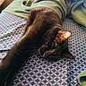 animal, bed, bedspread, black_cat, blanket, cat, comfort, cozy, ear, feline, fur, green_blanket, indoor, pattern, pet, resting, sleeping, stretching, sunlight, whiskers