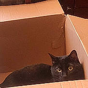 Sugar Bear is registered to the contest to win money with this photo: animal, black_cat, box, cardboard_box, cat, cozy, curious, domestic_cat, ears, feline, fur, home, indoor, looking, pet, quiet, resting, still, whiskers, yellow_eyes