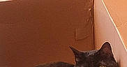 Sugar Bear is registered to the contest to win money with this photo: animal, black_cat, box, cardboard_box, cat, cozy, curious, domestic_cat, ears, feline, fur, home, indoor, looking, pet, quiet, resting, still, whiskers, yellow_eyes