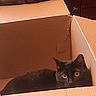 animal, black_cat, box, cardboard_box, cat, cozy, curious, domestic_cat, ears, feline, fur, home, indoor, looking, pet, quiet, resting, still, whiskers, yellow_eyes