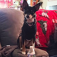 Mj Punk Bock joined the competition — help win amazing prizes! dog, black_dog, hoodie, couch, water_bottle, cup_holder, blanket, animal_print, bookshelf, framed_picture, living_room, indoors, pet, small_dog, sitting, furniture, cozy, window, curtains, home