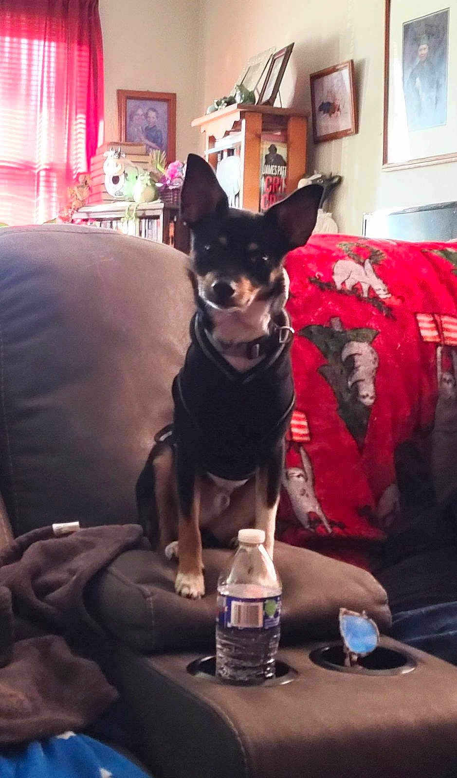Mj Punk Bock joined the competition — help win amazing prizes! dog, black_dog, hoodie, couch, water_bottle, cup_holder, blanket, animal_print, bookshelf, framed_picture, living_room, indoors, pet, small_dog, sitting, furniture, cozy, window, curtains, home