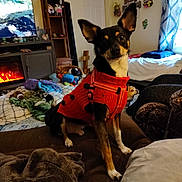 Mj. joined the competition — help win amazing prizes! animal, bed, black_dog, blanket, carpet, couch, cozy, curtains, decorations, dog, furniture, indoor, living_room, looking, pet, plush_toys, red_sweater, sitting, small_dog, window