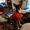 animal, bed, black_dog, blanket, carpet, couch, cozy, curtains, decorations, dog, furniture, indoor, living_room, looking, pet, plush_toys, red_sweater, sitting, small_dog, window