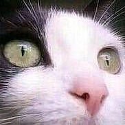 Praline participe au concours pour gagner de l'argent avec cette photo : aegean_cat, carnivore, cat, close_up, eye, face, felidae, fur, head, iris, kitten, mammal, nose, ojos_azules, organ, small_to_medium_sized_cats, snout, turkish_angora, turkish_van, whiskers