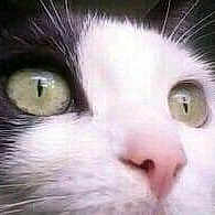 Praline participe au concours pour gagner de l'argent avec cette photo : aegean_cat, carnivore, cat, close_up, eye, face, felidae, fur, head, iris, kitten, mammal, nose, ojos_azules, organ, small_to_medium_sized_cats, snout, turkish_angora, turkish_van, whiskers