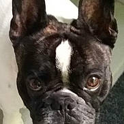 Merlin a rejoint le concours — aidez-le/la à gagner de superbes lots ! boston_terrier, bulldog, canidae, carnivore, close_up, companion_dog, dog, dog_breed, eye, fawn, french_bulldog, mammal, molosser, non_sporting_group, puppy, puppy_love, skin, snout, toy_bulldog, vertebrate