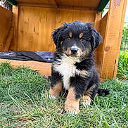 Baloo participe au concours pour gagner de l'argent avec cette photo : puppy, dog, grass, wooden_doghouse, outdoor, animal, pet, cute, fur, black_and_tan, young, sitting, nature, small, adorable, canine, eyes, face, fluffy, portrait