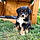 Baloo