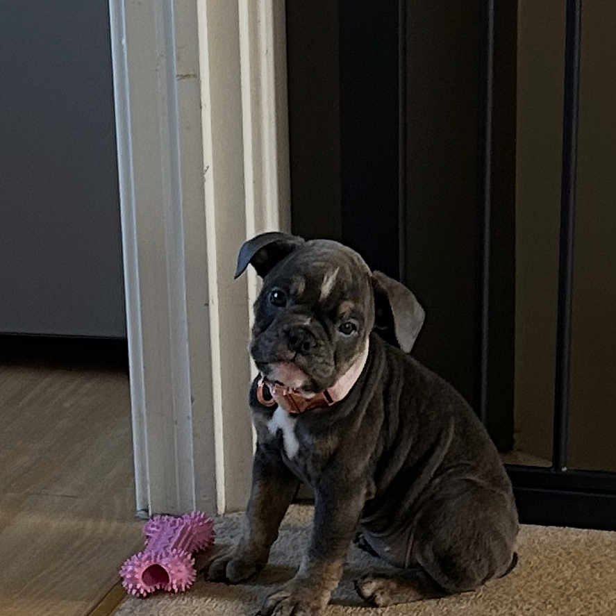 Lady is registered to the contest to win money with this photo: animal, brown, carpet, chew_toy, collar, curious, cute, dog, doorway, floor, fur, home, indoor, pet, playful, puppy, sitting, small, toy, young