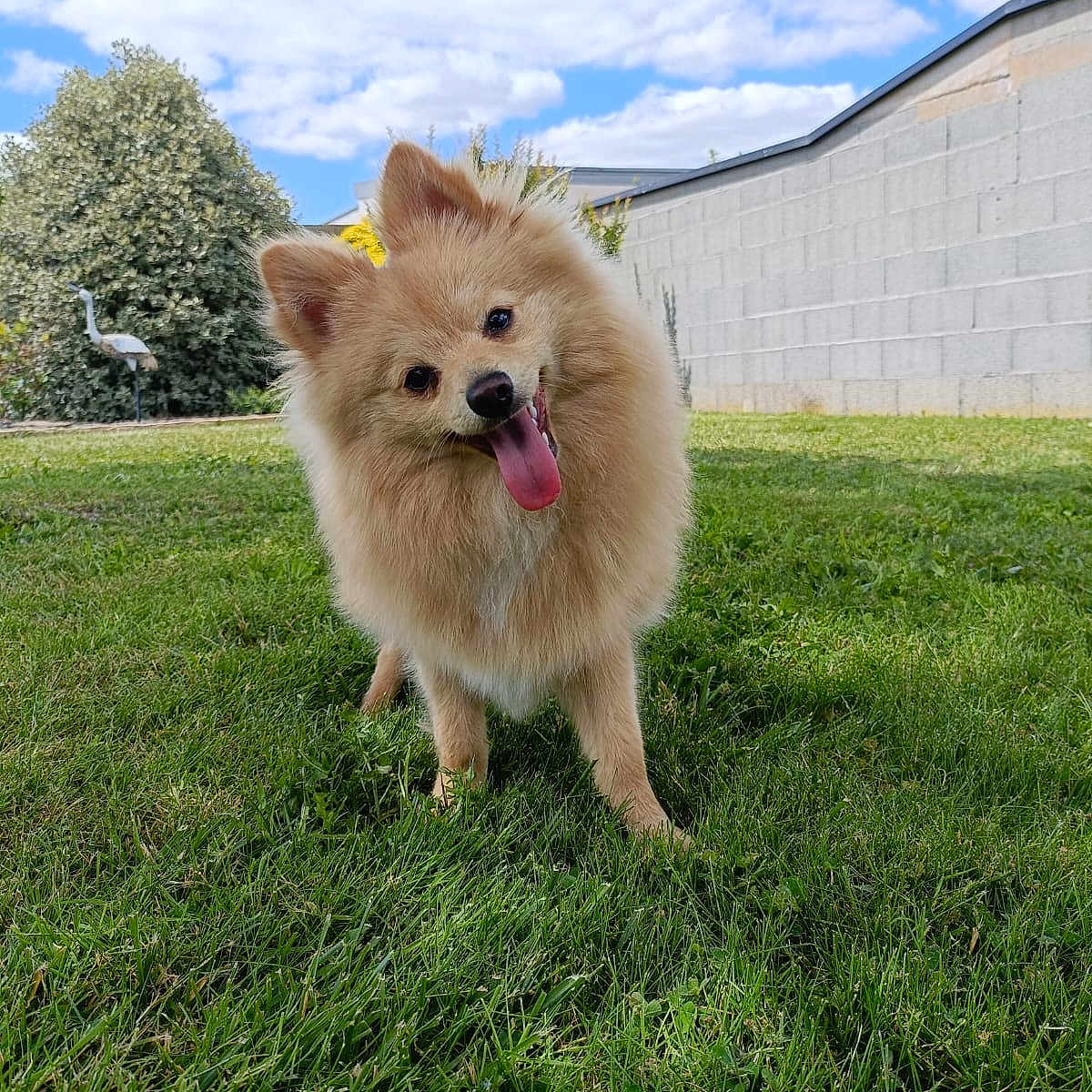 Rio a rejoint le concours — aidez-le/la à gagner de superbes lots ! animal, blue_sky, canine, clouds, cute, daytime, dog, fluffy, garden, grass, greenery, happy, head_tilt, nature, outdoor, pet, playful, sunny, tongue_out, yard