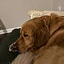 Remington joined the competition — help win amazing prizes! animal, brown, canine, closeup, comfort, couch, cozy, dog, fur, furniture, golden_retriever, home, indoor, paw, peaceful, pet, relaxation, resting, sleeping, tail