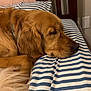 Remington joined the competition — help win amazing prizes! bed, blue_and_white, canine, close_up, comfort, cozy, dog, domestic_animal, fur, furniture, golden_retriever, head, home, indoor, pet, pillow, relaxation, resting, sleeping, striped_bedspread