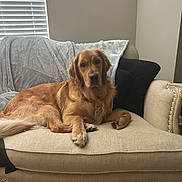 Remington joined the competition — help win amazing prizes! animal, beige, blanket, brown, canine, couch, cozy, dog, fur, furniture, golden_retriever, home, indoor, light, pet, pillow, relaxing, resting, sofa, window_blinds