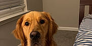 Remington joined the competition — help win amazing prizes! animal, bed, bedroom, blinds, canine, carpet, collar, dog, ears, fur, furniture, golden_retriever, indoor, looking, nose, pet, sitting, striped_bedspread, whiskers, window