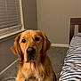 animal, bed, bedroom, blinds, canine, carpet, collar, dog, ears, fur, furniture, golden_retriever, indoor, looking, nose, pet, sitting, striped_bedspread, whiskers, window