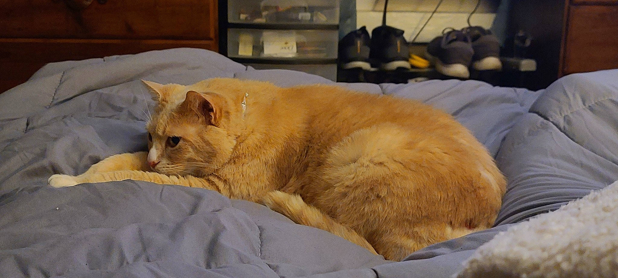 Gunny joined the competition — help win amazing prizes! british_shorthair, carnivore, cat, comfort, domestic_short_haired_cat, fawn, felidae, fur, mammal, nap, sleep, small_to_medium_sized_cats, snout, whiskers