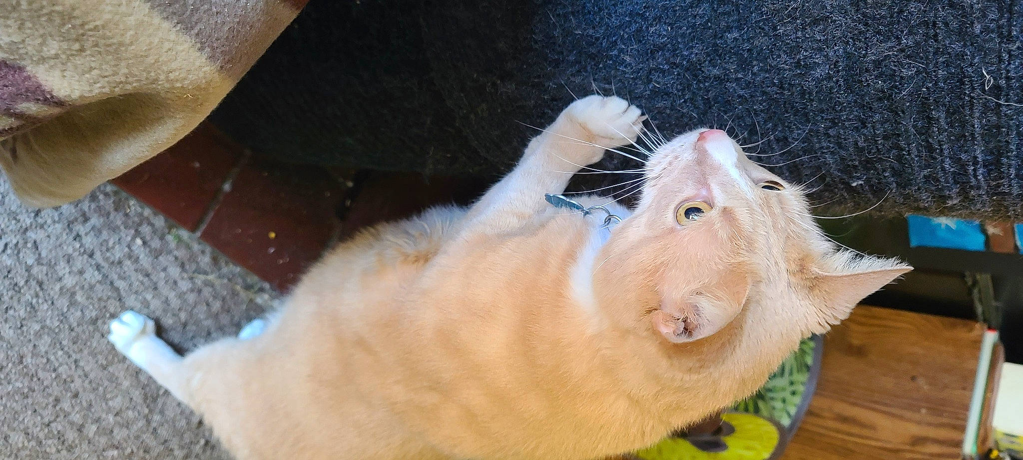 Gunny is registered to the contest to win money with this photo: carnivore, cat, ear, fawn, felidae, kitten, small_to_medium_sized_cats, whiskers