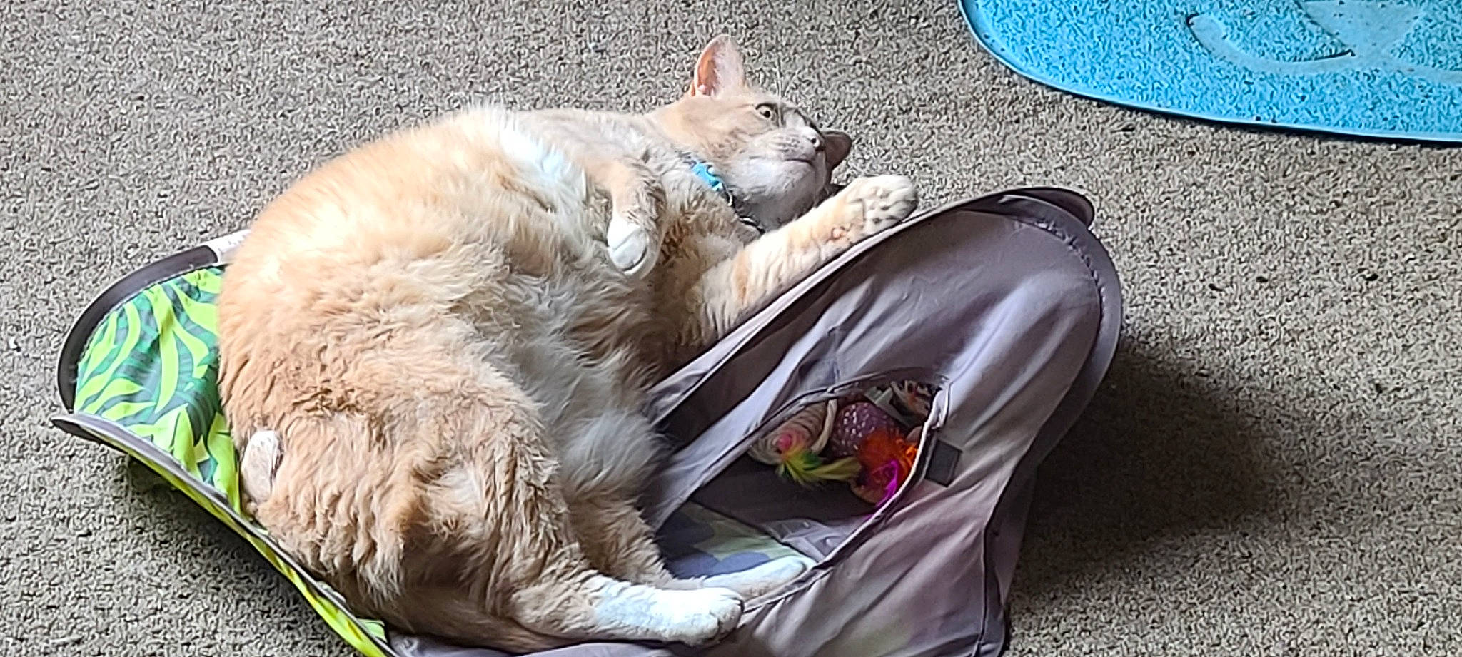 Gunny is registered to the contest to win money with this photo: canidae, carnivore, cat, european_shorthair, fawn, felidae, german_rex, mammal, nap, sleep, small_to_medium_sized_cats, vertebrate, whiskers