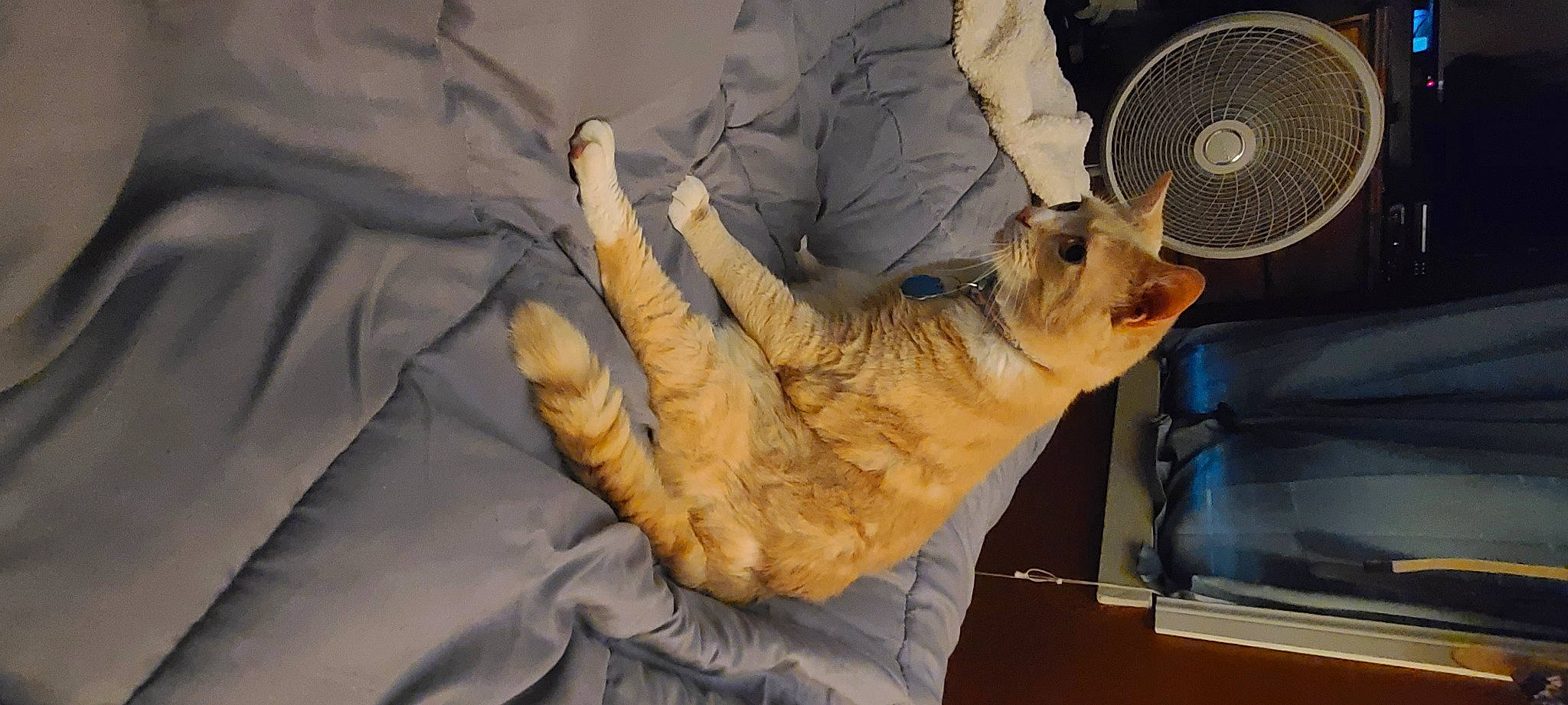 Gunny joined the competition — help win amazing prizes! carnivore, cat, claw, european_shorthair, felidae, small_to_medium_sized_cats, tabby_cat, whiskers