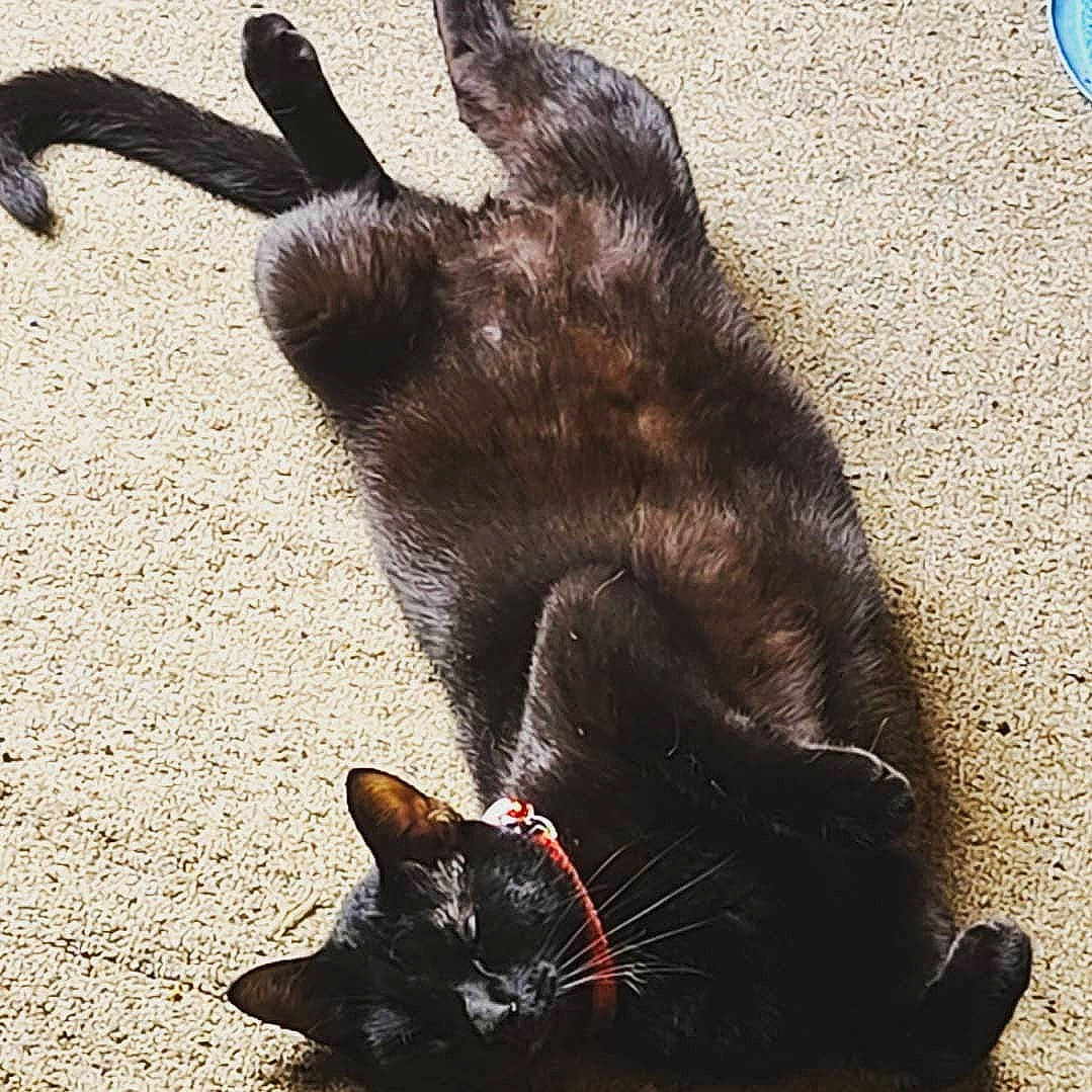 Binx joined the competition — help win amazing prizes! black_cat, bombay, carnivore, cat, dog_breed, felidae, foot, fur, gesture, mammal, organism, paw, plant, sand, small_to_medium_sized_cats, snapshot, snout, tail, terrestrial_animal, whiskers