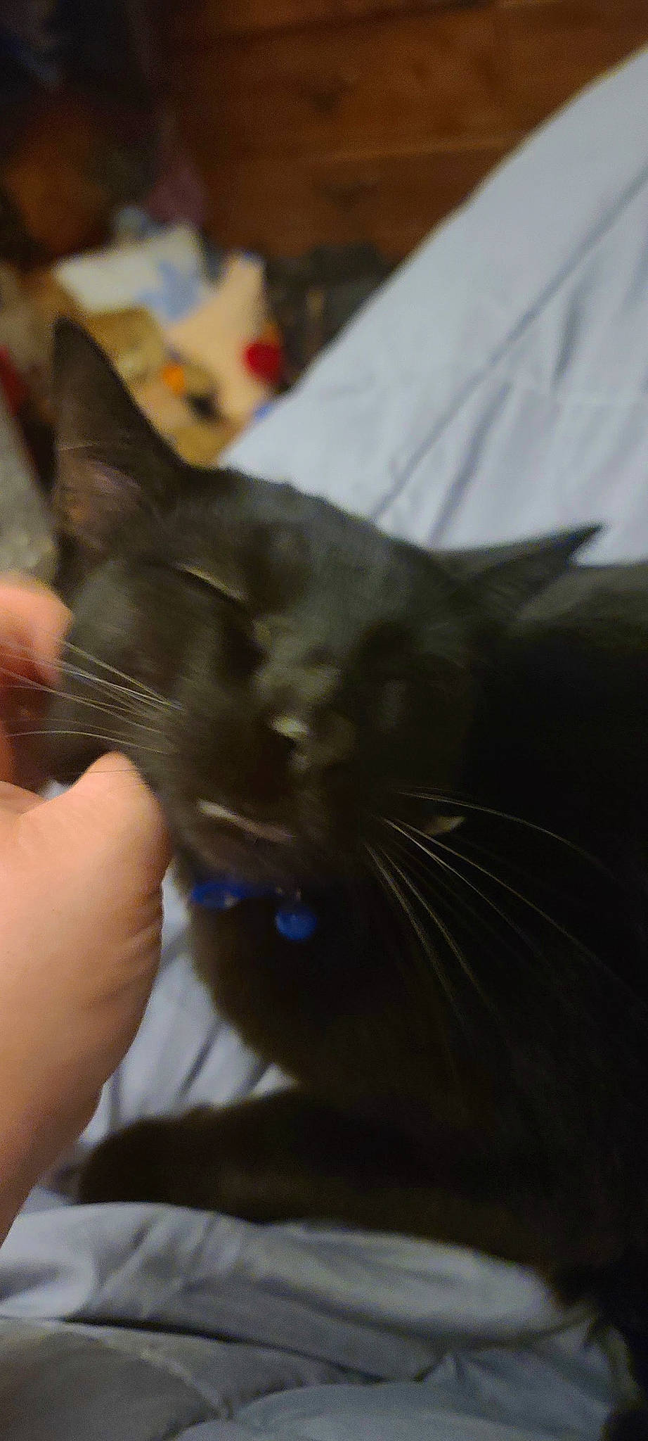 Binx is registered to the contest to win money with this photo: black_cat, carnivore, cat, claw, domestic_short_haired_cat, ear, electric_blue, felidae, fur, gesture, nail, small_to_medium_sized_cats, whiskers