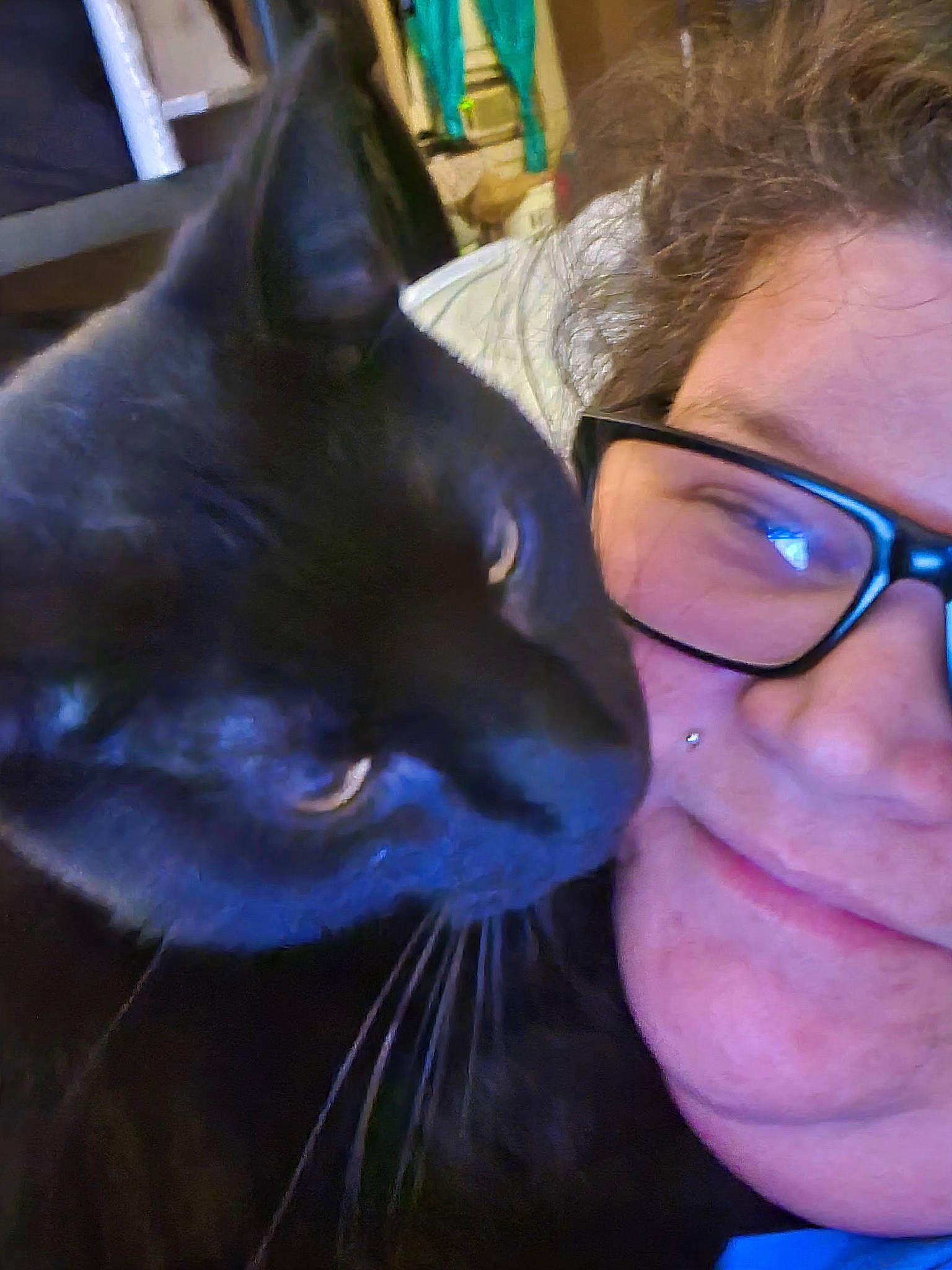 Binx is registered to the contest to win money with this photo: beard, blue, bombay, carnivore, cat, ear, electric_blue, eye, eyelash, felidae, gesture, glasses, jaw, mammal, nose, small_to_medium_sized_cats, smile, snout, vertebrate, whiskers