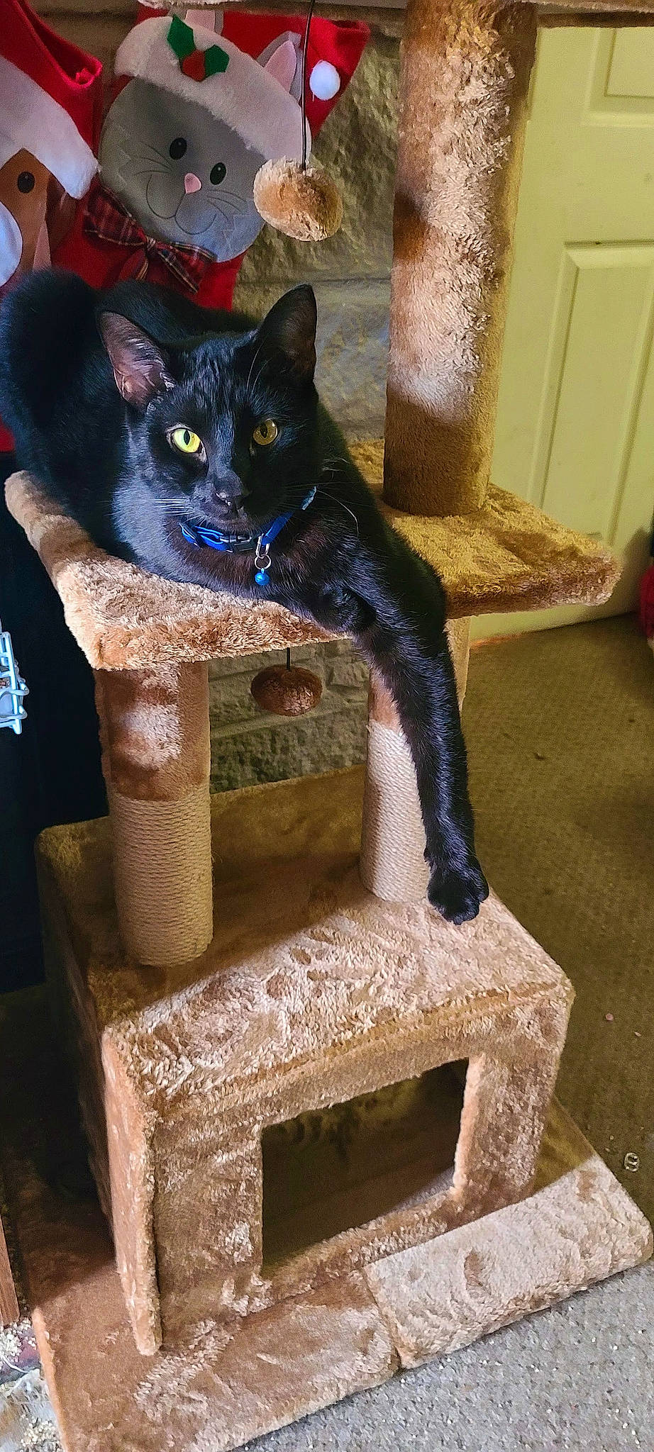 Binx is registered to the contest to win money with this photo: black_cat, bombay, carnivore, cat, cat_furniture, cat_supply, chair, domestic_short_haired_cat, electric_blue, fawn, felidae, fur, outdoor_furniture, room, sitting, small_to_medium_sized_cats, snout, tail, whiskers, wood