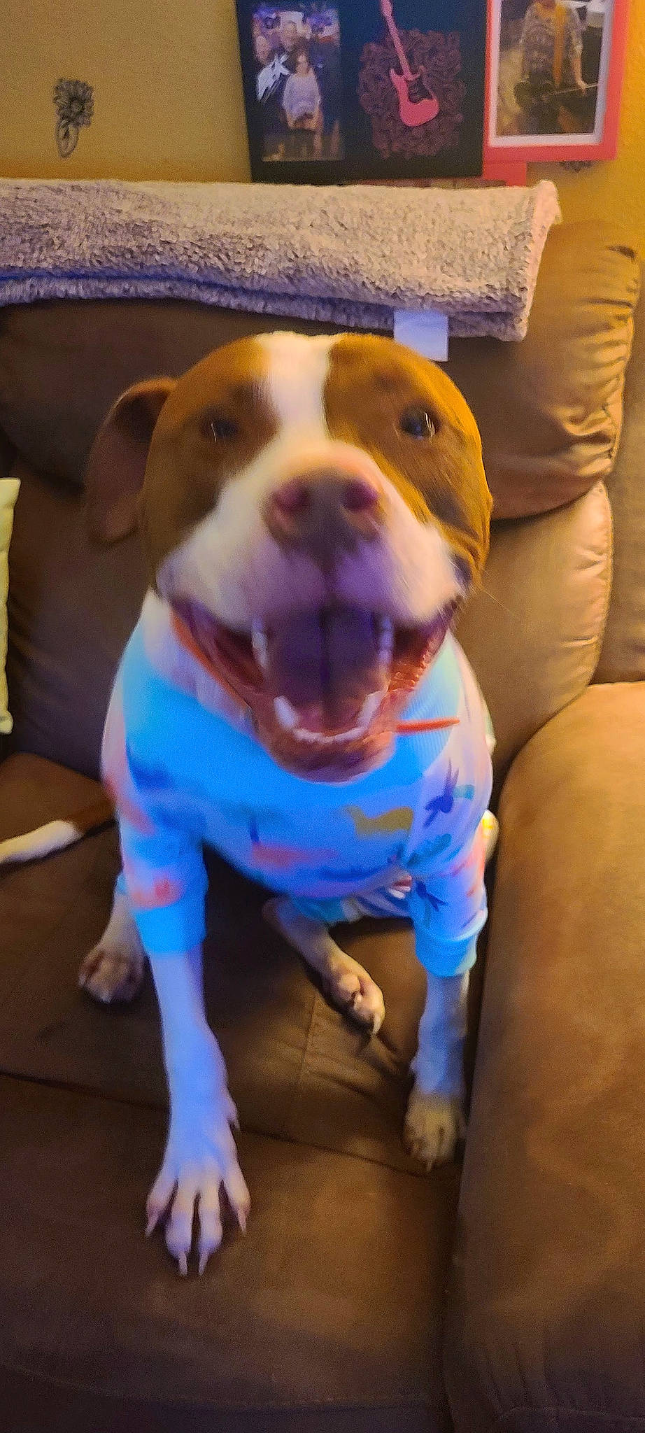 Rudy is registered to the contest to win money with this photo: beer, canidae, carnivore, collar, companion_dog, dog, dog_breed, dog_clothes, dog_supply, electric_blue, fawn, fun, happy, non_sporting_group, pet_supply, snout, sporting_group, whiskers, working_animal, working_dog