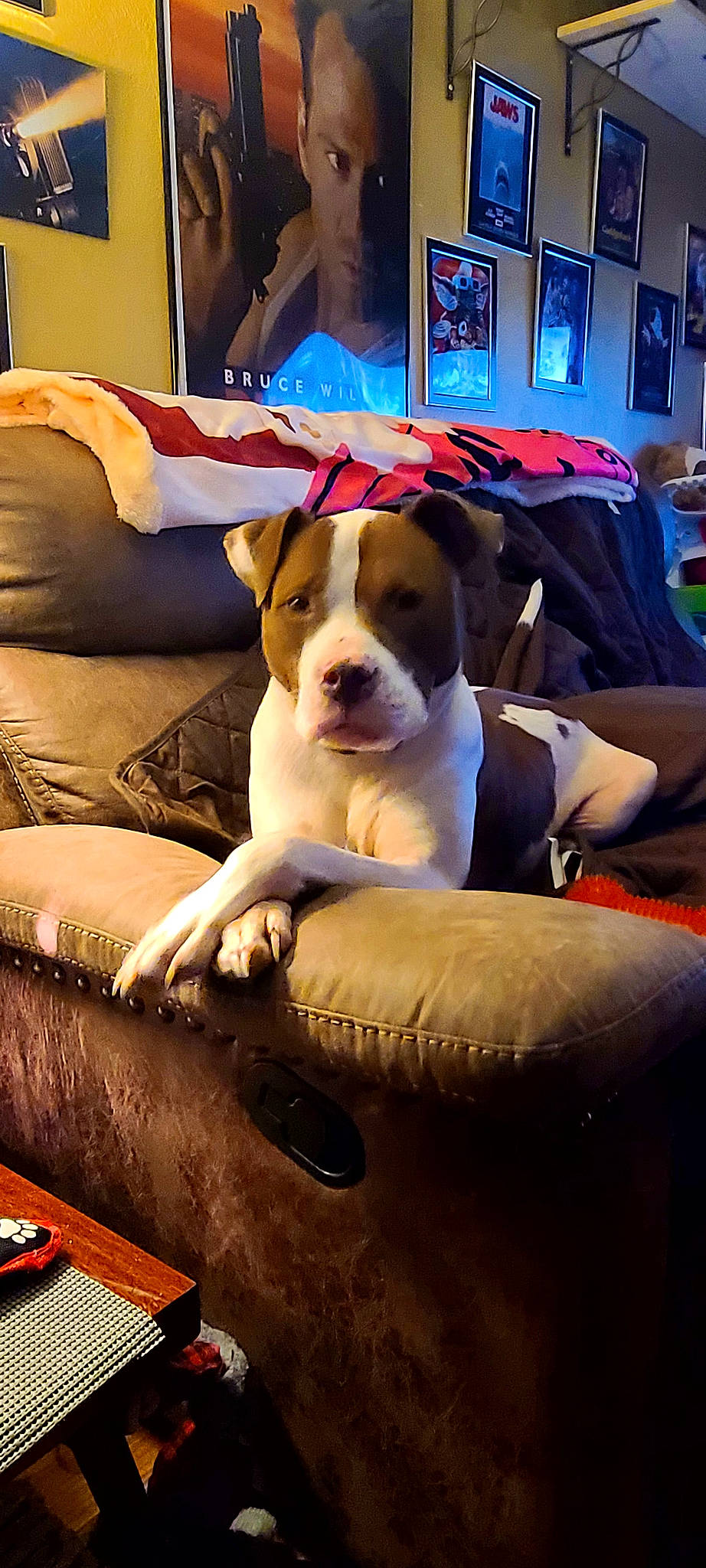 Rudy is registered to the contest to win money with this photo: canidae, carnivore, comfort, companion_dog, couch, dog, dog_breed, fawn, flooring, hound, lap, lighting, living_room, picture_frame, room, sitting, snout, sporting_group, television, working_animal