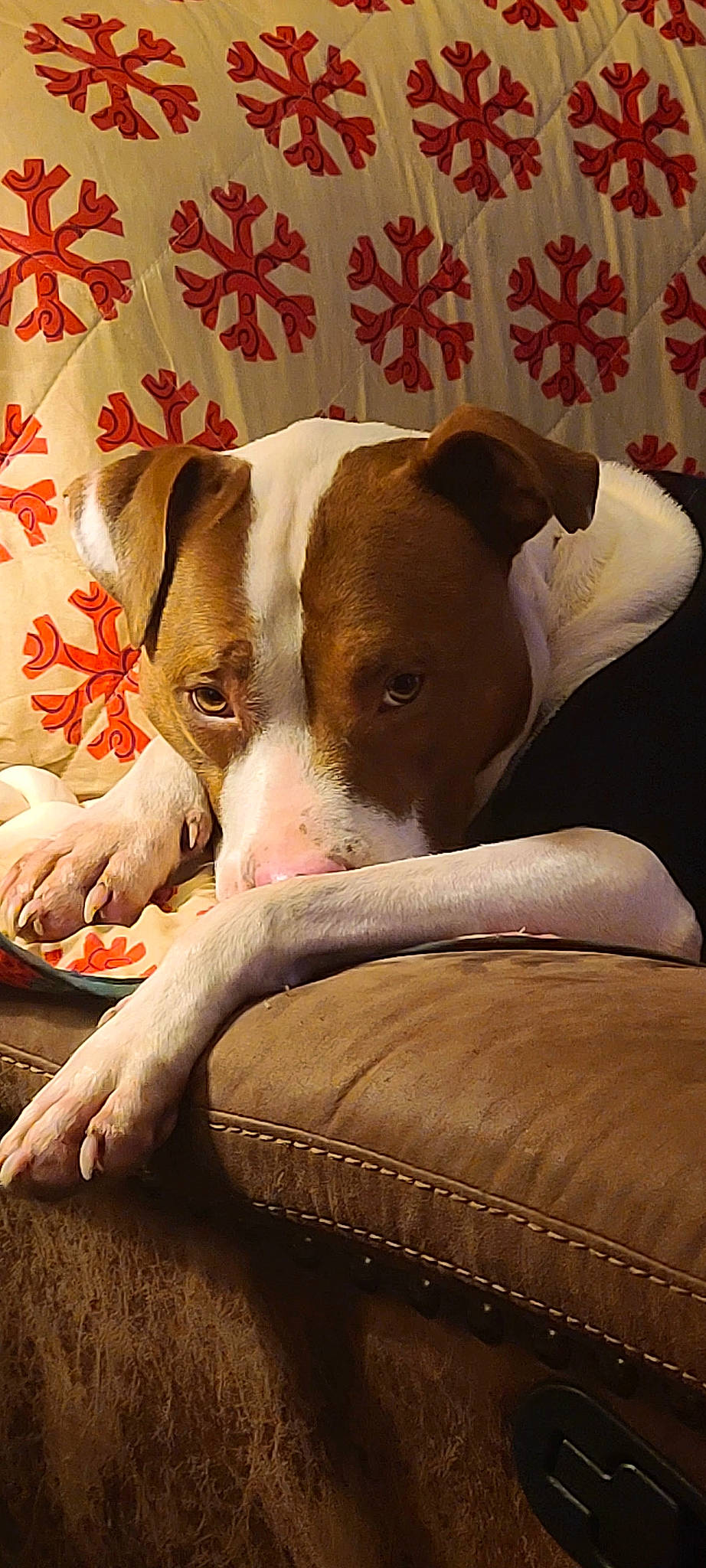 Rudy is registered to the contest to win money with this photo: canidae, carmine, carnivore, comfort, companion_dog, dog, dog_breed, fawn, flesh, linens, non_sporting_group, paw, snout, sporting_group, terrestrial_animal, whiskers, wood, working_animal