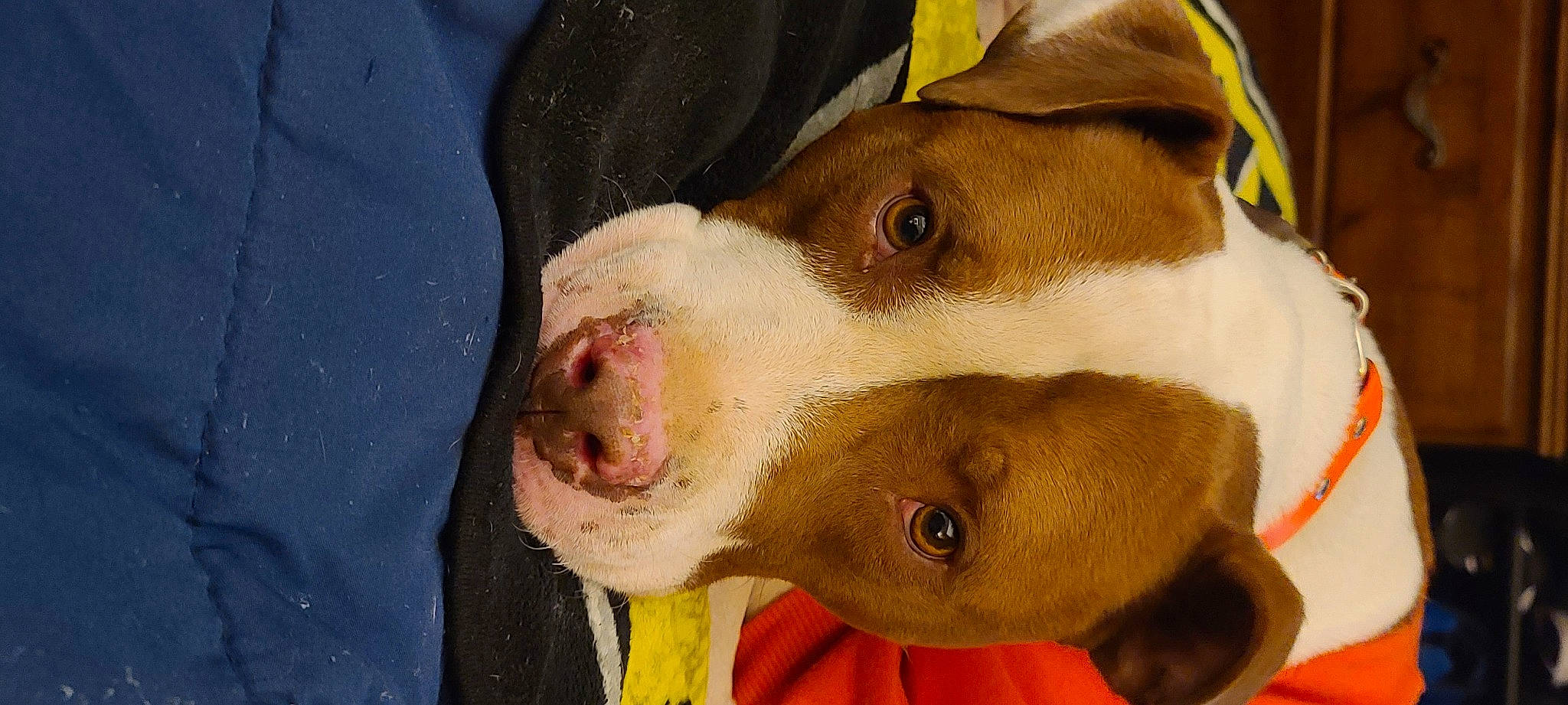 Rudy joined the competition — help win amazing prizes! canidae, carnivore, companion_dog, dog, dog_breed, ear, eye, fawn, fur, head, liver, non_sporting_group, snout, sporting_group, terrestrial_animal, whiskers, working_animal