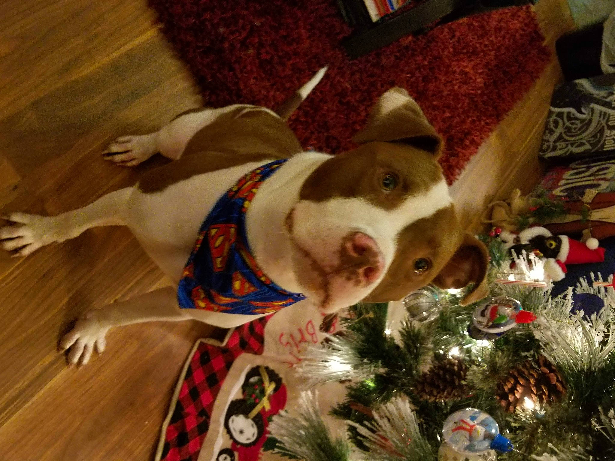 Rudy joined the competition — help win amazing prizes! carnivore, christmas, christmas_decoration, christmas_eve, christmas_ornament, christmas_tree, collar, companion_dog, dog, dog_breed, dog_collar, event, fawn, holiday, holiday_ornament, ornament, plant, snout, wood, working_animal