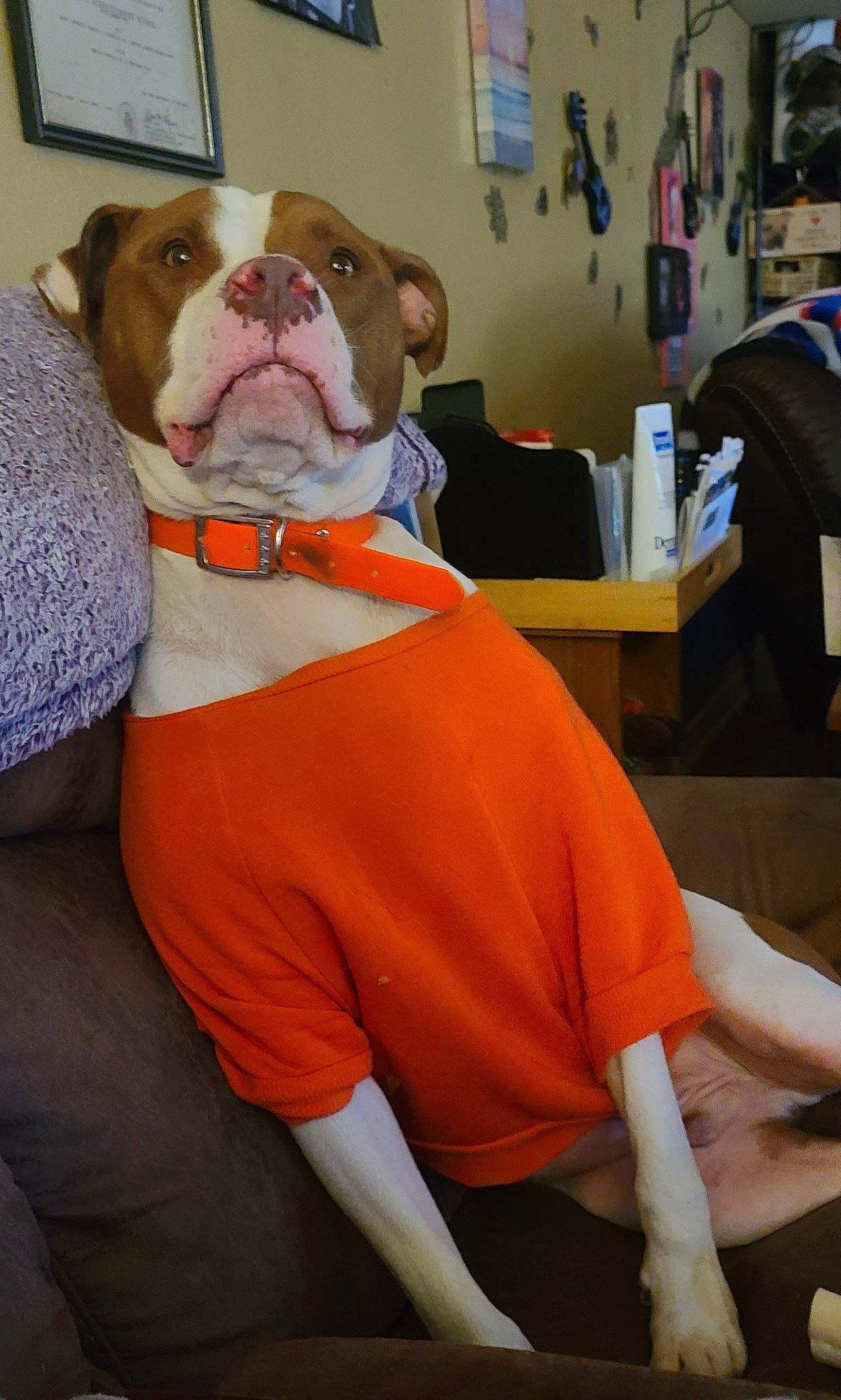 Rudy is registered to the contest to win money with this photo: belt, bulldog, canidae, carnivore, chair, comfort, companion_dog, dog, dog_breed, dog_clothes, dog_collar, fawn, french_bulldog, knee, pet_supply, picture_frame, sleeve, sporting_group, toy_dog, working_animal