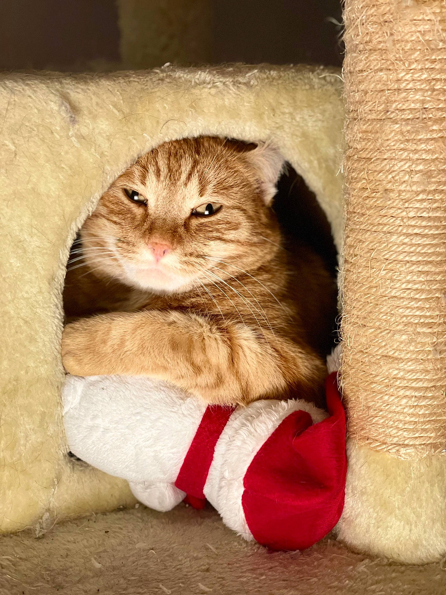 Pumba a rejoint le concours — aidez-le/la à gagner de superbes lots ! carnivore, cat, claw, domestic_short_haired_cat, fawn, felidae, fur, paw, pet_supply, sitting, small_to_medium_sized_cats, snout, tail, terrestrial_animal, whiskers, window, wood