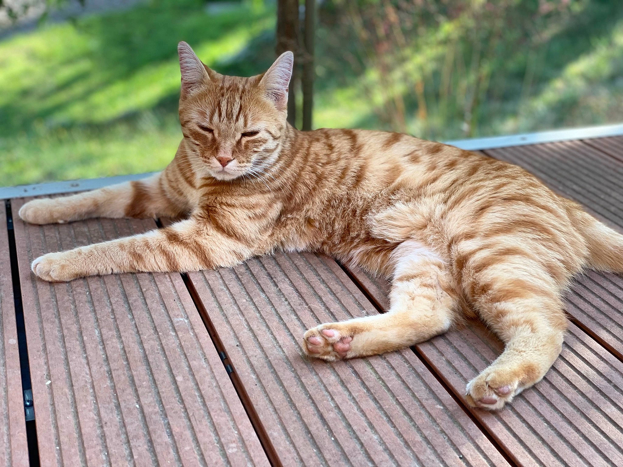 Pumba participe au concours pour gagner de l'argent avec cette photo : carnivore, cat, claw, domestic_short_haired_cat, fawn, felidae, foot, fur, grass, hardwood, paw, plant, sitting, small_to_medium_sized_cats, snout, tail, terrestrial_animal, whiskers, wildlife, wood